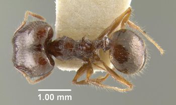 Media type: image;   Entomology 20775 Aspect: habitus dorsal view